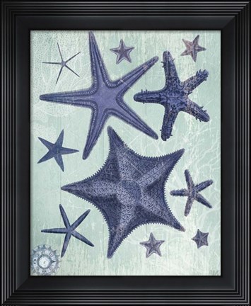 Framed Seashell Collection 2 d Print