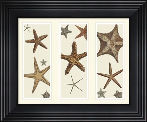 Framed Starfish Print on 3 Panels Print