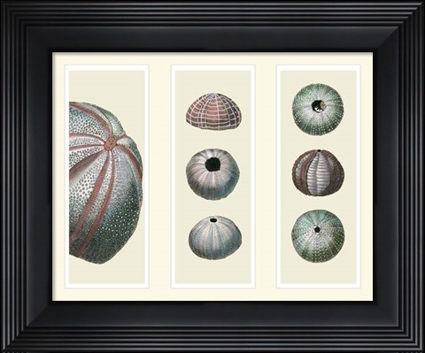Framed Sea Urchins on 3 Panels Print