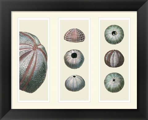 Framed Sea Urchins on 3 Panels Print