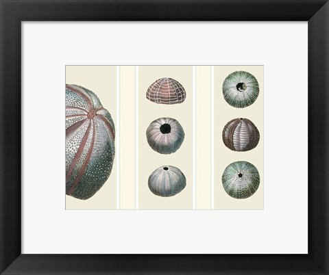 Framed Sea Urchins on 3 Panels Print