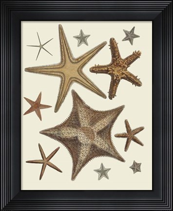 Framed Starfish Collection 1 Print
