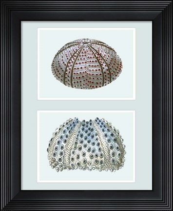 Framed Sea Urchin Print on 2 Panels Print