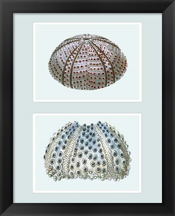 Framed Sea Urchin Print on 2 Panels Print