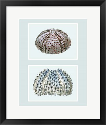 Framed Sea Urchin Print on 2 Panels Print