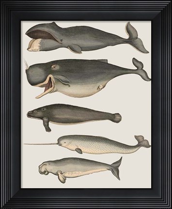 Framed Five Vintage Whales Print