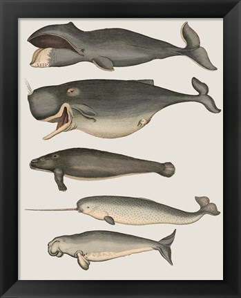 Framed Five Vintage Whales Print