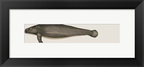 Framed Five Vintage Whales Print
