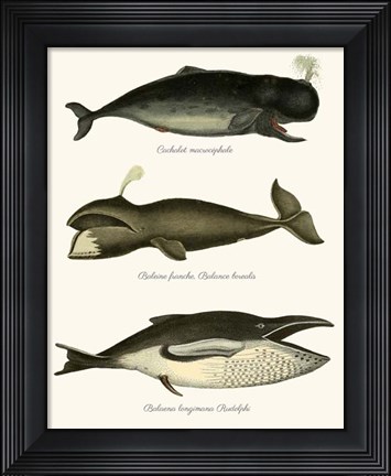 Framed Trio of Vintage Whales Print