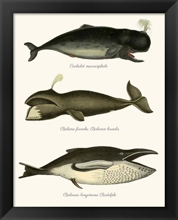 Framed Trio of Vintage Whales Print