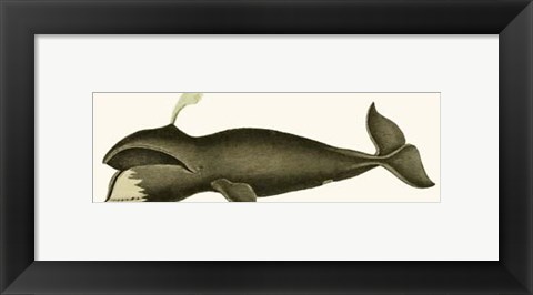 Framed Trio of Vintage Whales Print