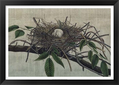 Framed Nesting III Print