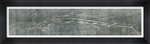 Framed Fossil Imprint I Print