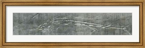 Framed Fossil Imprint I Print
