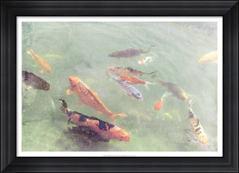 Framed Koi Reflections II Print