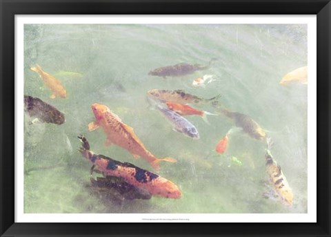 Framed Koi Reflections II Print