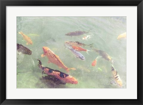 Framed Koi Reflections II Print