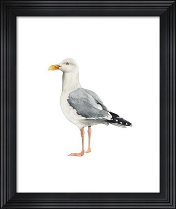 Framed Sea Bird II Print