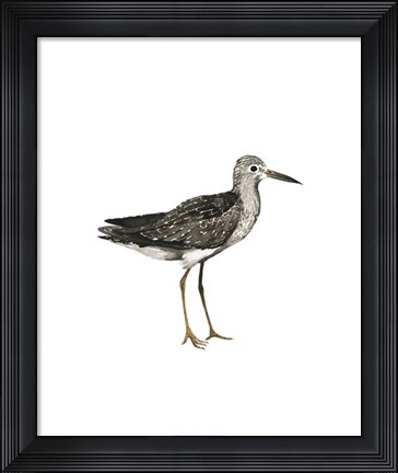 Framed Sea Bird III Print