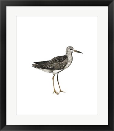 Framed Sea Bird III Print