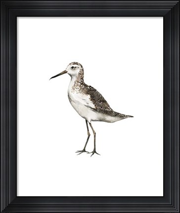 Framed Sea Bird VI Print