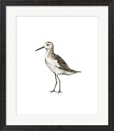 Framed Sea Bird VI Print