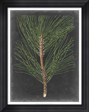 Framed Dramatic Pine I Print