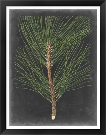 Framed Dramatic Pine I Print