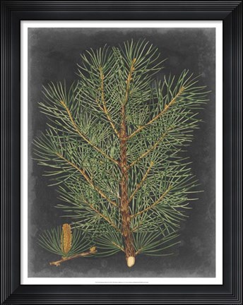 Framed Dramatic Pine II Print