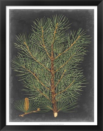 Framed Dramatic Pine II Print