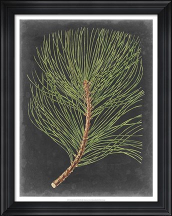 Framed Dramatic Pine III Print