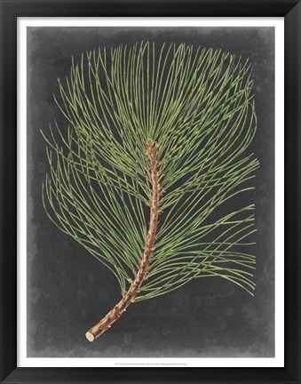 Framed Dramatic Pine III Print