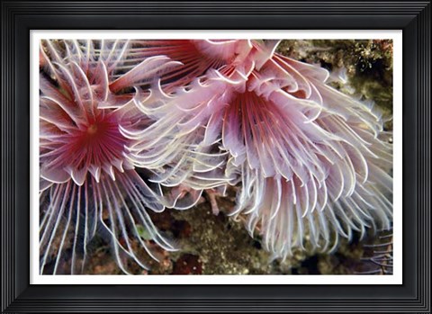 Framed Flirtatious Too - Batangos, Philippines Print