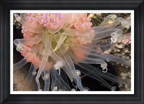 Framed Ballerina - Thailand Print