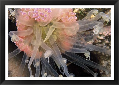 Framed Ballerina - Thailand Print