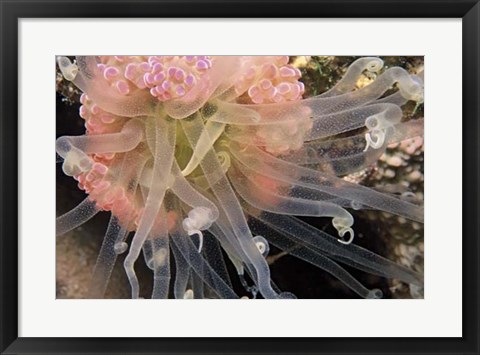 Framed Ballerina - Thailand Print