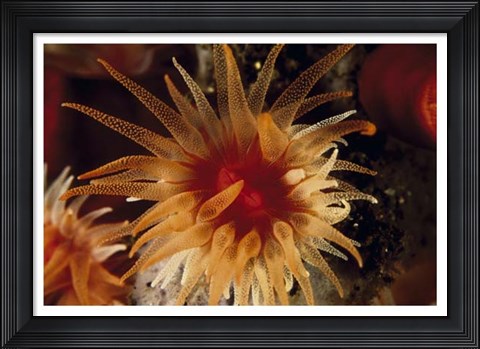 Framed Bewitched - Menado, Indonesia Print