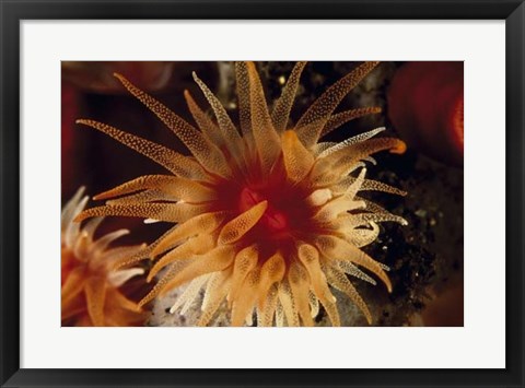 Framed Bewitched - Menado, Indonesia Print