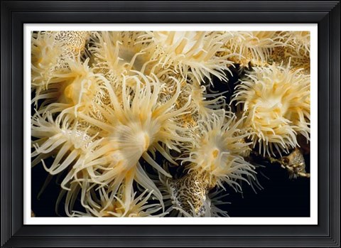 Framed Flowering Desire - Thailand Print