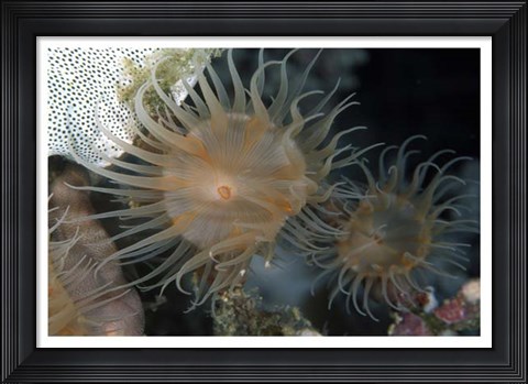 Framed Flowering Grace - Indonesia Print