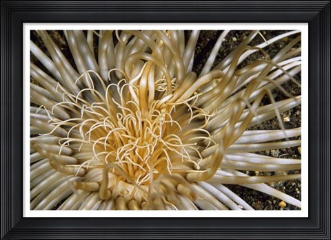 Framed Pure Dazzle - N. Sulawesi, Indonesia Print
