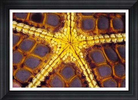 Framed Purple Star - Wakatoobi, Indonesia Print
