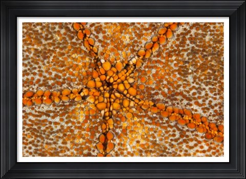 Framed Orange Star - N. Sulawesi, Indonesia Print