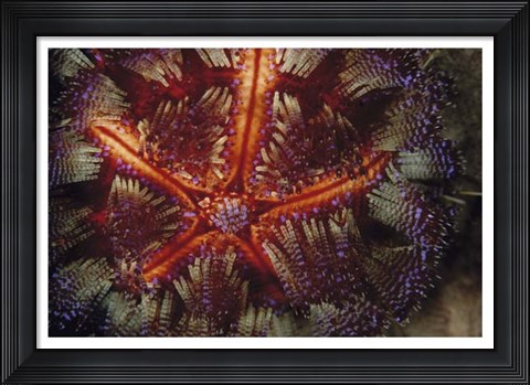 Framed Star Power - Indonesia Print