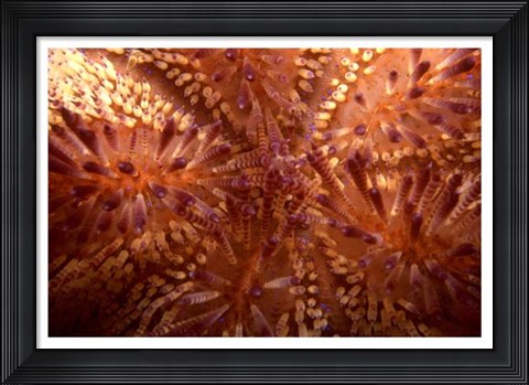 Framed Red Hot - Indonesia Print