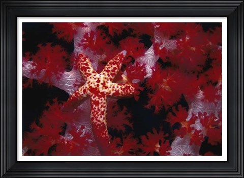 Framed Red Star - Nusa Kode, Indonesia Print