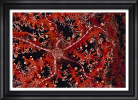 Framed Stars - Indonesia Print