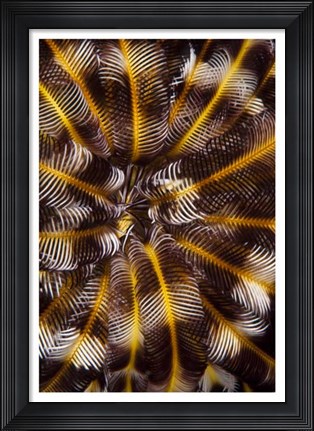 Framed Feather Treasure - N. Sulawesi, Indonesia Print
