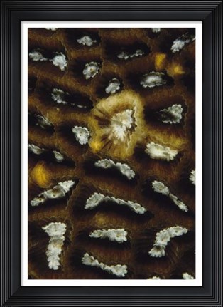 Framed Discovery - Malaysia Print