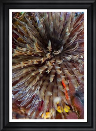 Framed Plumule - N. Sulawesi, Indonesia Print